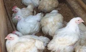 Poultry Farmer: Making Ends Meet with Homemade Feed